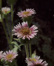 Erigeron acris ssp. kamtschaticus