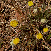 Erigeron bloomeri var. bloomeri