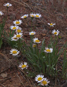 Erigeron eatonii var. plantagineus