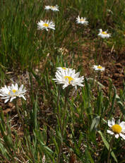 Erigeron eatonii var. villosus