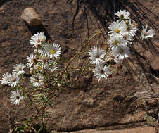 Erigeron flagellaris