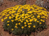 Erigeron linearis