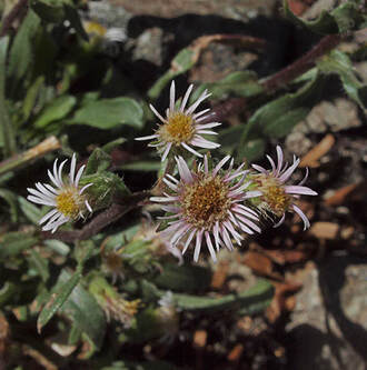 Erigeron nivalis