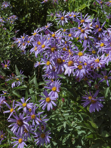 Erigeron peregrinus