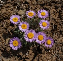 Erigeron poliospermus var. poliospermus