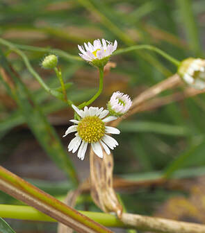 Erigeron strigosus