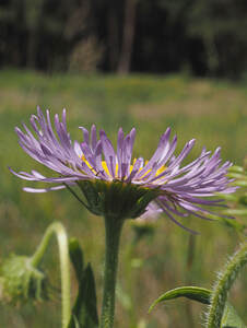 Erigeron subtrinervis