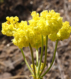 Eriogonum umbellatum var. dumosum