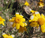 Eriophyllum lanatum var. achilleoides