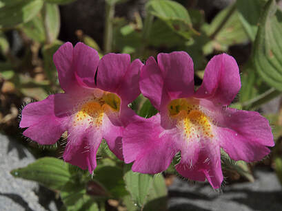 Erythranthe lewisii