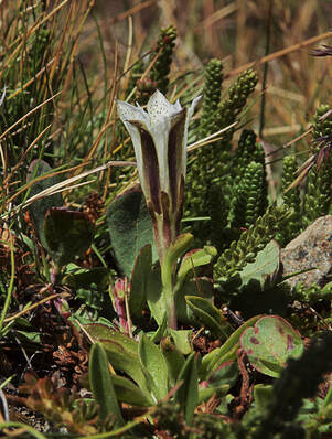 Gentiana newberryi var. tiogana