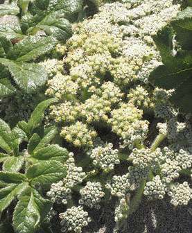 Glehnia leiocarpa (American glehnia) 
