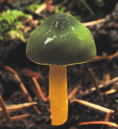 Gliophorus psittacinus (Parrot waxy-cap) 