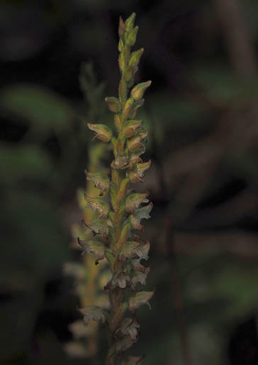 Goodyera oblongifolia