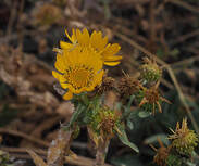 Grindelia hirsutula