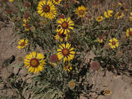 Helenium autumnale var. grandiflora