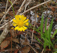 Helenium vernale
