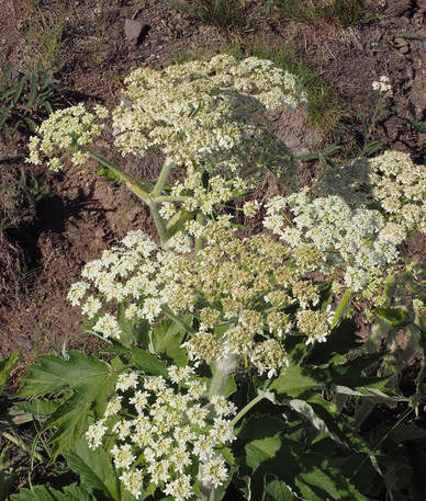 Heracleum maximum (Cow-parsnip)