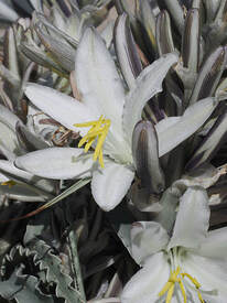 Hesperocallis undulata