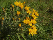 Heterotheca grandiflora
