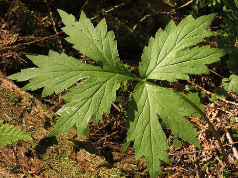 Hydrophyllum tenuipes
