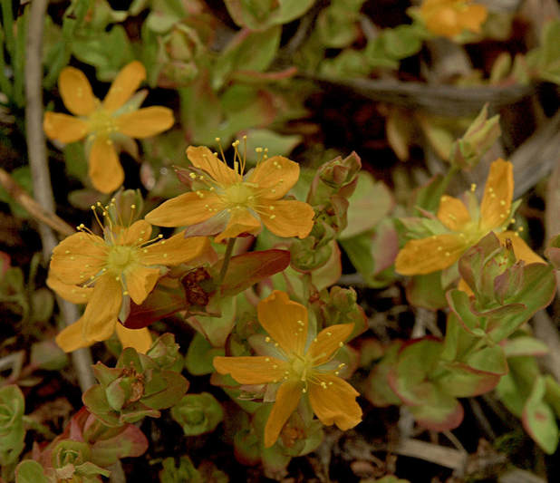 Hypericum anagalloides