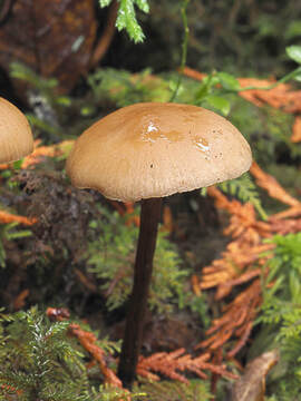 Hypholoma udum