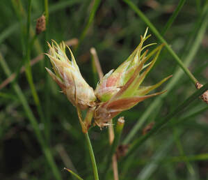 Juncus articulatus ssp. articulatus (Jointed rush)