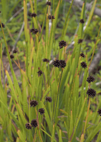 Juncus ensifolius (Swordleaf rush)