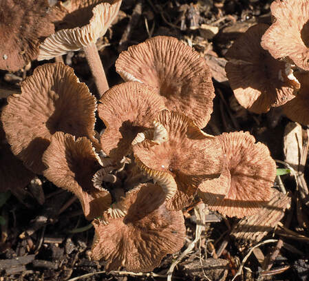 Laccaria tortilis (Twisted Deceiver) - Robin Hill Park