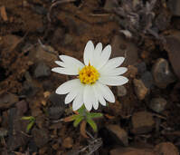 Layia glandulosa