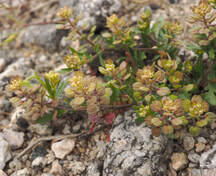 Lepidium densiflorum