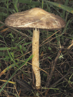 Leratiomyces percevallii