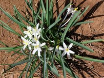 Leucocrinum montanum