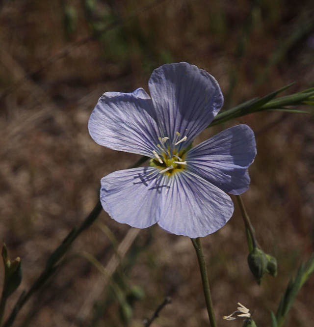 Linum lewisii var. lewisii