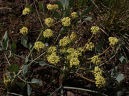 Lomatium nudicaule