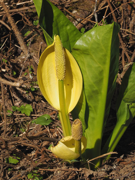 Lysichiton americanus (Skunk cabbage)Red elderberry) 