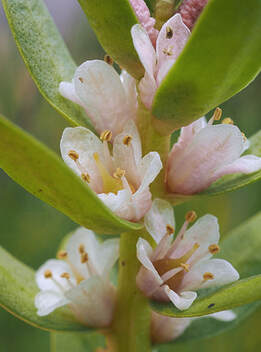 Lysimachia maritima (Sea milkwort)
