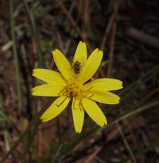 Microseris nutans