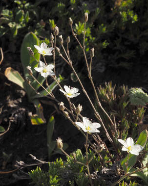 Minuartia rubella