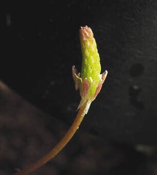 Myosurus minimus (Tiny mousetail) 