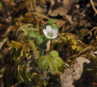 Nemophila parviflora var. parviflora (Small-flowered nemophila)