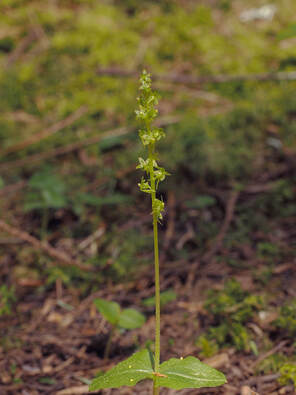 Neottia cordata (Heart-leaf twayblade)