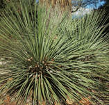 Nolina parryi