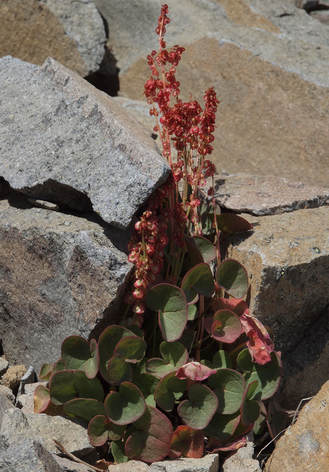 Oxyria digyna