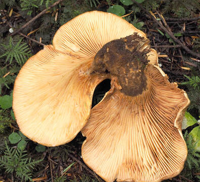 Paxillus atrotomentosus 