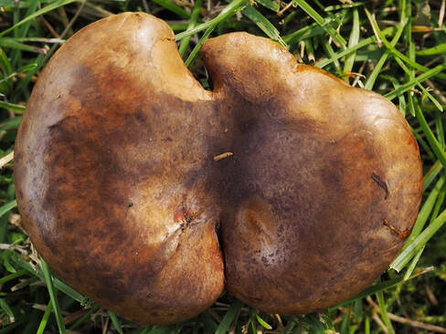 Paxillus involutus (Brown roll-rim)