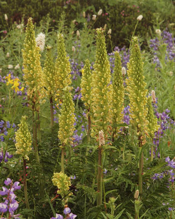 Pedicularis bracteosa var. latifolia