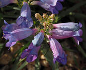 Penstemon heterophyllus