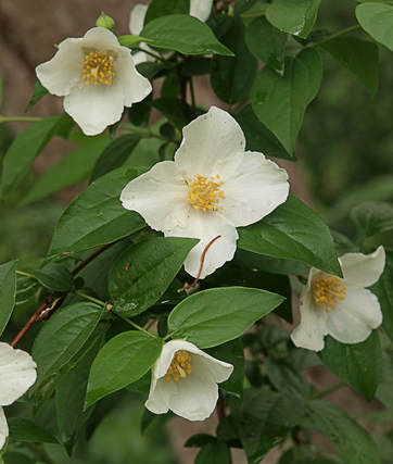 Philadelphus lewisii